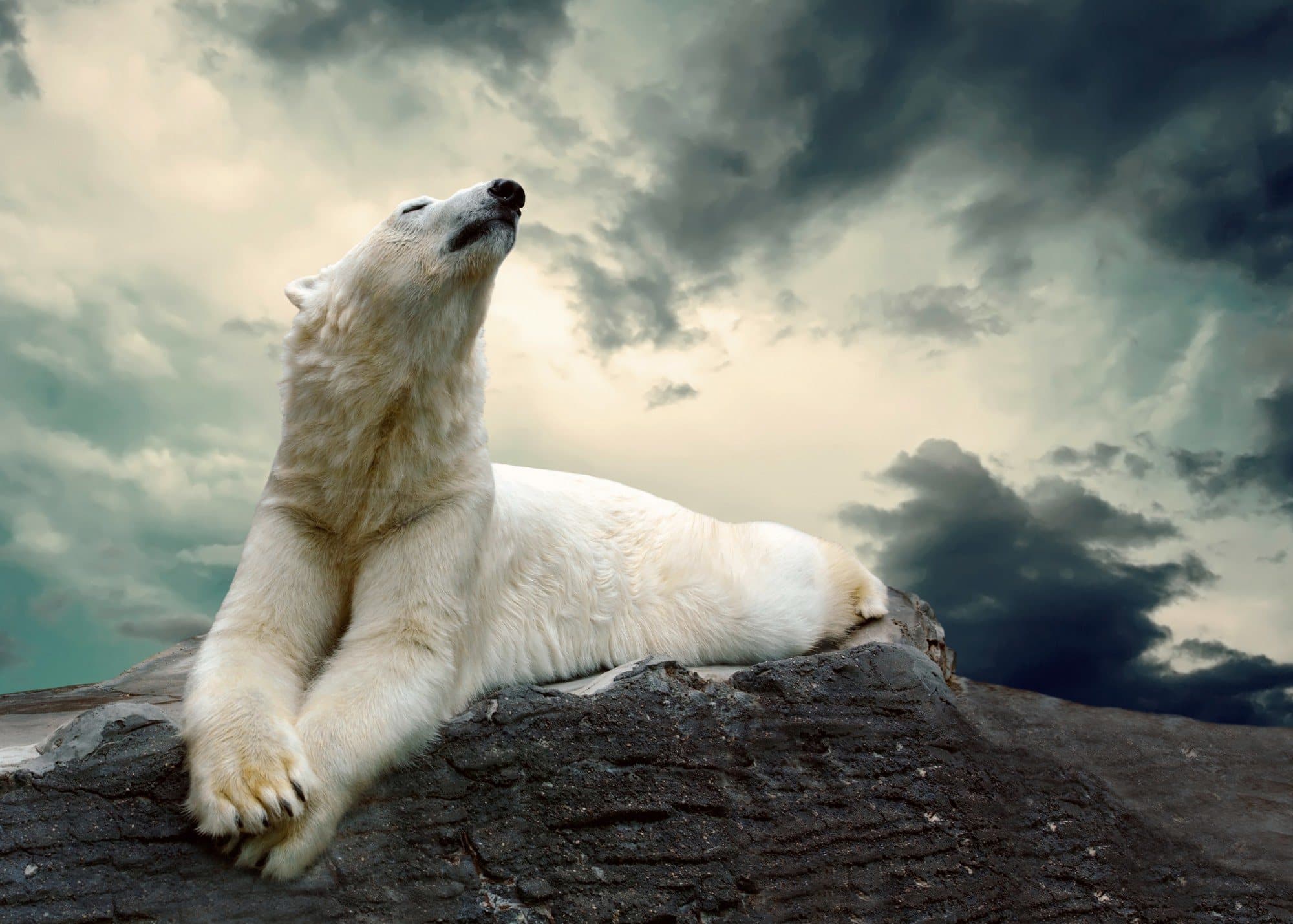 Polar bear resting on a rock under a stormy sky