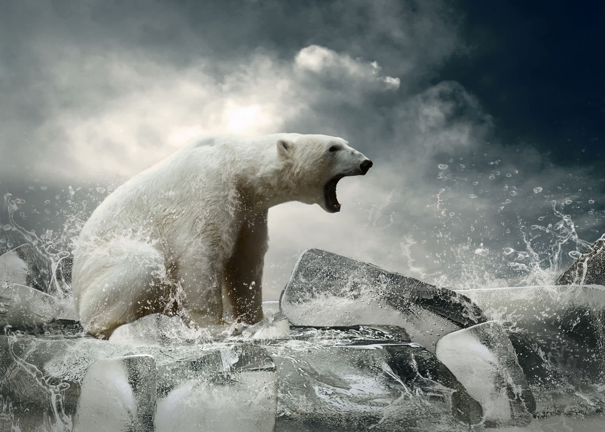 Polar bear roaring on ice floes in crashing water